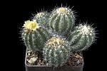 Copiapoa cinerascens D. 20 H. 17 €200.00